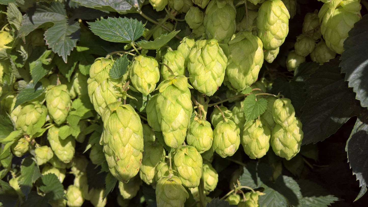 Tangerine Dream Hop Plant